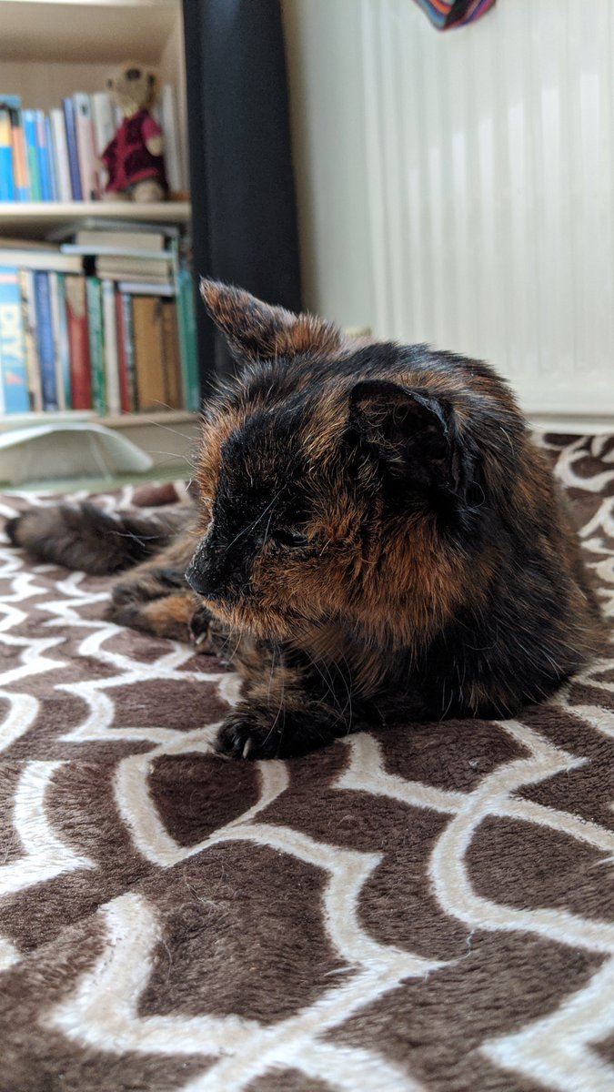 mike_d4ndo's tweet photo. Hello #SuperSeniorCatsClub members. We had to say goodbye to Nala on 11th May. She told us it was time to go; it was quick and peaceful. She has been part of our lives since 1998. We are heartbroken and will miss her so much πΏπ
#tortie
#seniorkitizen
#LionKing π¦
#CatsOfTwitter https://t.co/nARlTADbpA