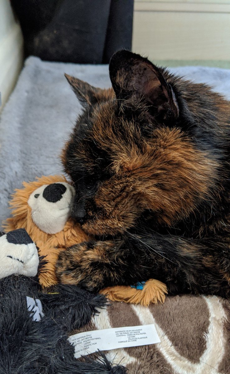 mike_d4ndo's tweet photo. Hello #SuperSeniorCatsClub members. We had to say goodbye to Nala on 11th May. She told us it was time to go; it was quick and peaceful. She has been part of our lives since 1998. We are heartbroken and will miss her so much πΏπ
#tortie
#seniorkitizen
#LionKing π¦
#CatsOfTwitter https://t.co/nARlTADbpA