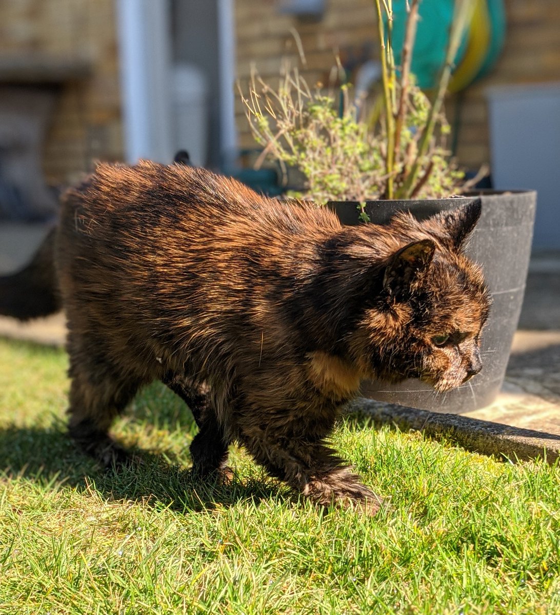 mike_d4ndo's tweet photo. Hello #SuperSeniorCatsClub members. We had to say goodbye to Nala on 11th May. She told us it was time to go; it was quick and peaceful. She has been part of our lives since 1998. We are heartbroken and will miss her so much πΏπ
#tortie
#seniorkitizen
#LionKing π¦
#CatsOfTwitter https://t.co/nARlTADbpA
