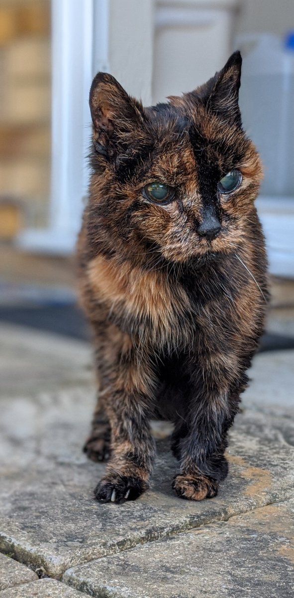 mike_d4ndo's tweet photo. Hello #SuperSeniorCatsClub members. We had to say goodbye to Nala on 11th May. She told us it was time to go; it was quick and peaceful. She has been part of our lives since 1998. We are heartbroken and will miss her so much πΏπ
#tortie
#seniorkitizen
#LionKing π¦
#CatsOfTwitter https://t.co/nARlTADbpA