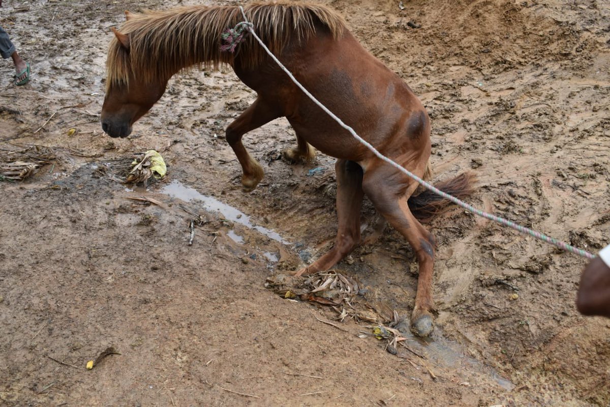 FoundationUci's tweet photo. Our team rescued this horse that was stranded in Nagaon and taken to Ghy by our members with the help of @nagaonpolice and PFA. 
It is now at the PFA, Guwahati shelter and being taken care. Gratitude to PFA  @pfaindia @PetaIndia @Manekagandhibjp @pallablochandas @gpsinghips https://t.co/l5upysNTtI