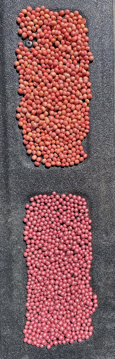 DanStuder8's tweet photo. These beans are treated with “the same treatment” the @BecksHybrids soybeans are treated in house and offer 100% free replant, treated by people that treat seed day in and day out. BrandX are treated downstream (+$18). When quality matters, you get what you pay for… @BecksAgIA https://t.co/yG4Vj8xzMP