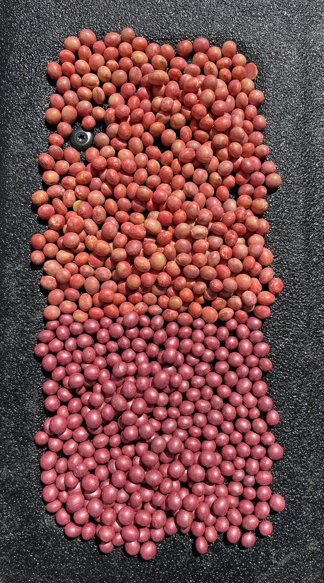 DanStuder8's tweet photo. These beans are treated with “the same treatment” the @BecksHybrids soybeans are treated in house and offer 100% free replant, treated by people that treat seed day in and day out. BrandX are treated downstream (+$18). When quality matters, you get what you pay for… @BecksAgIA https://t.co/yG4Vj8xzMP