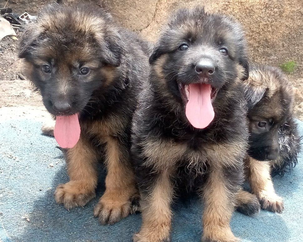 Kenekennel's tweet photo. https://t.co/A3AXSBBB5a