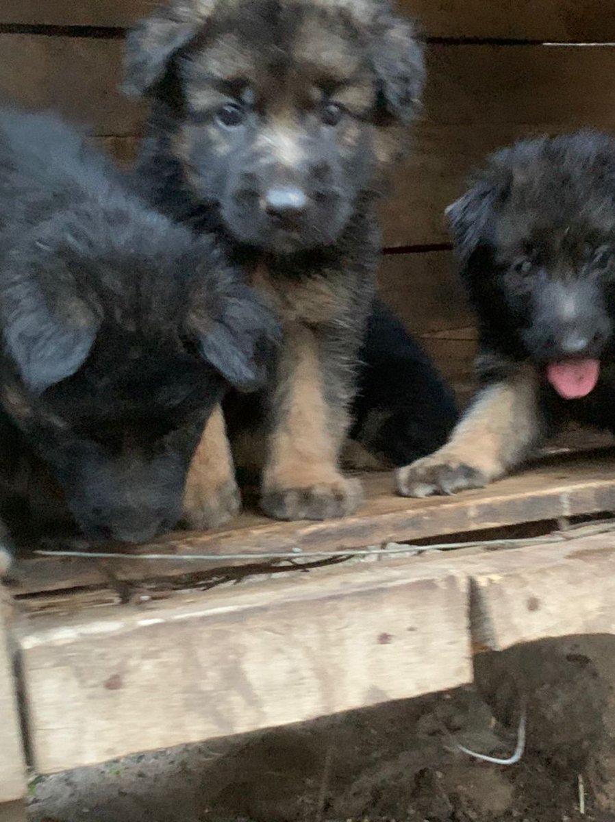 Kenekennel's tweet photo. https://t.co/A3AXSBBB5a