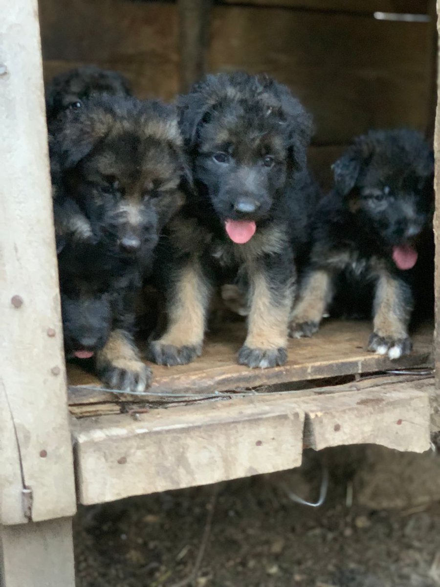 Kenekennel's tweet photo. https://t.co/A3AXSBBB5a
