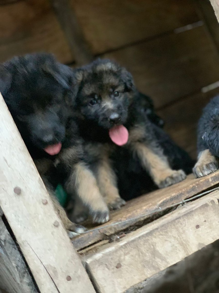 Kenekennel's tweet photo. https://t.co/A3AXSBBB5a