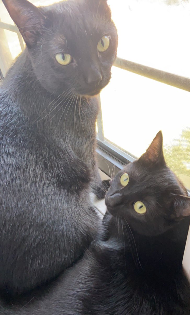 MunchieMarley's tweet photo. always sharing that window seat! 🖼 #windowwatchers #CatsOfTwitter #panfursquad https://t.co/038MmTXzmg