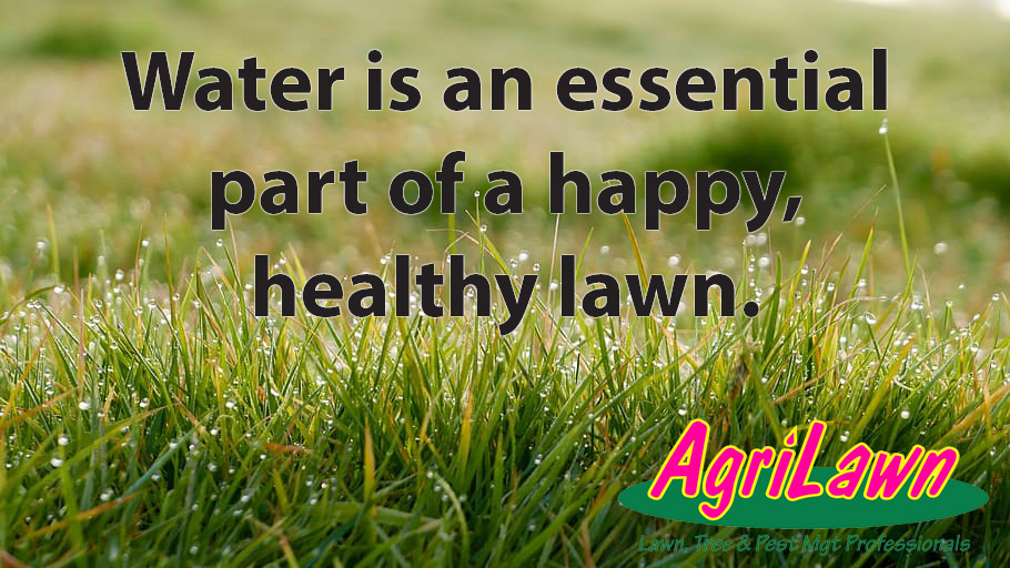 AgriLawn's tweet photo. Water is an essential part of a happy, healthy lawn.  Read our blog about the importance of watering your lawn.  https://t.co/yd6Jqg2jJg
#irrigation #agrilawnokc #lawnwateringtips #healthylawn https://t.co/lgF3e4dgkk