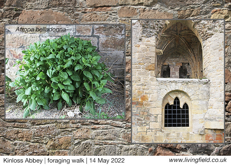 LField2020's tweet image. Great day of Foraging Walks at Kinloss Abbey, Moray kinlossabbey.org Sat 14 May: Anna Canning led foraging for medicinal plants in the abbey grounds @AnnaFloramedica: incl celandines and dandelions, docks, daisies and deadly nightshade; from monks to modern medicine.