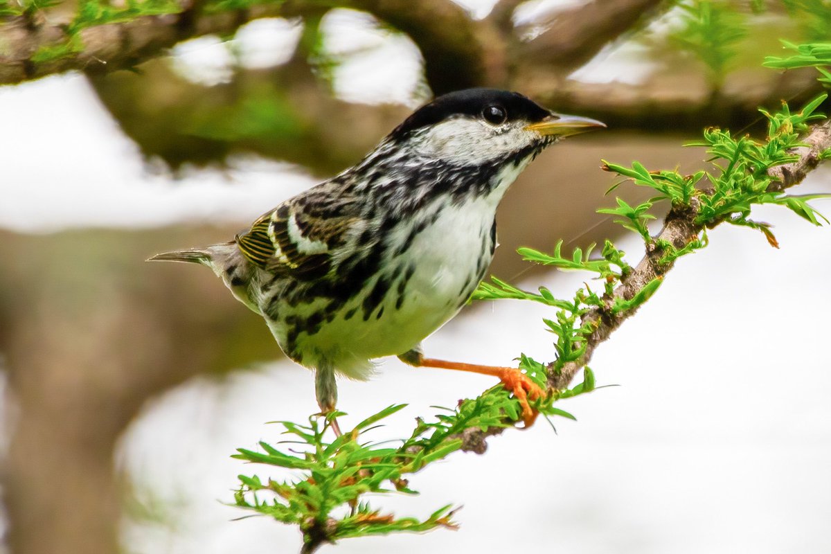 mitoGFP's tweet photo. Blackpoll warbler @CentralPark_NYC Monday walk with @BirdingBobNYC #birdcpp #BirdsSeenIn2022 #birdwatching #birding #BirdTwitter #urbanbirding #springbirding @inaturalist #BirdsofNYC #springmigrants #blackpollwarbler https://t.co/4Q2ELvYvjC