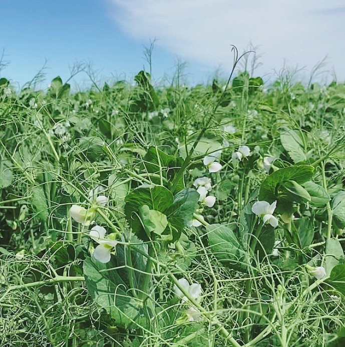 DL Lacross Forage Pea is a semi-leafless forage pea that performs well in mixed cropping situations or as a single crop. It has a smaller seed size and stands very well on irrigation and dryland.