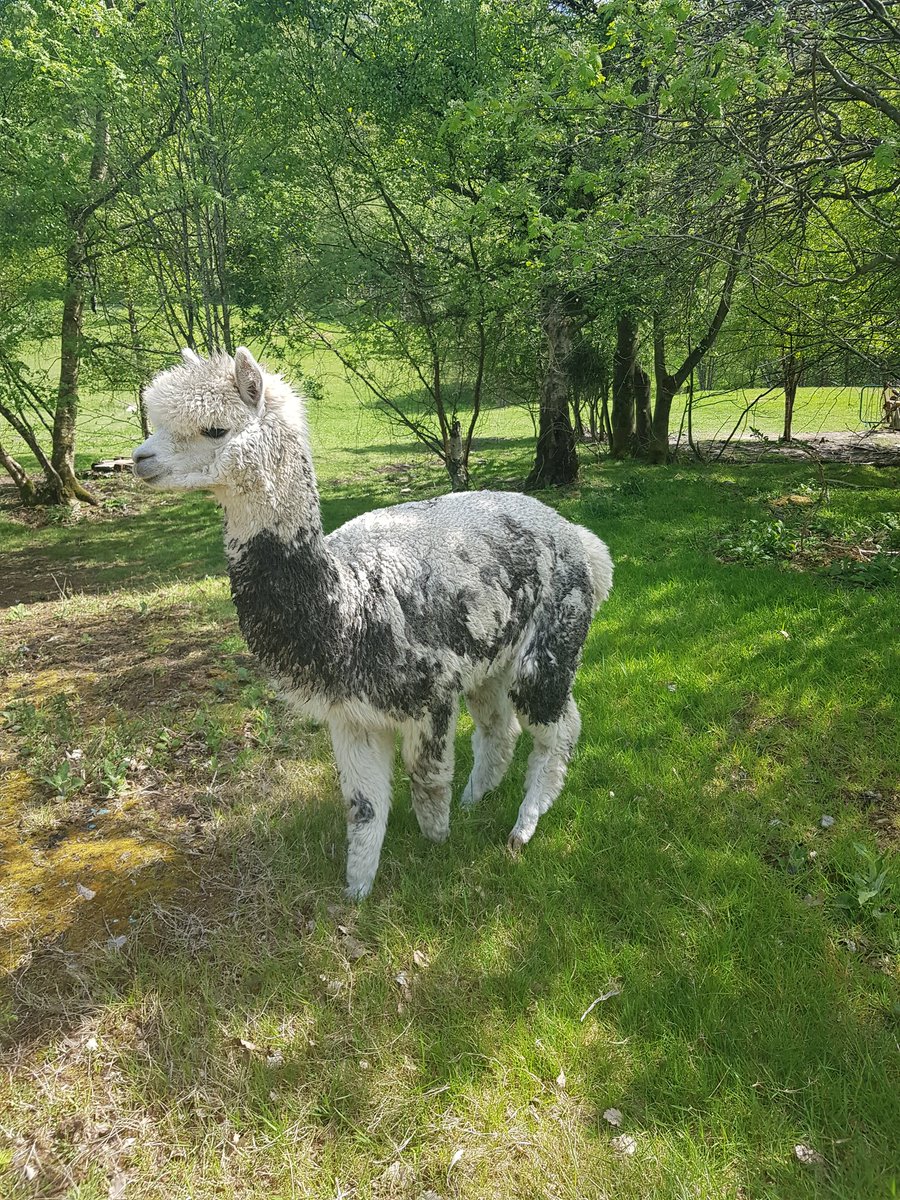 csidealpacas's tweet photo. @BarnacreAlpacas @JulieCovell Colin might win 🙈 https://t.co/WKZUg5Ikqj
