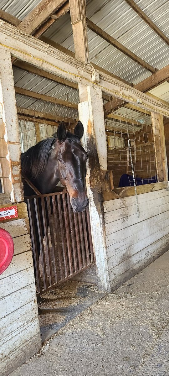 Climer1205's tweet photo. Park: "You're wasting your money on those cookies, they won't even eat them"
The horses when I pull in after I got them hooked on cookies: https://t.co/58YXQH0rU9