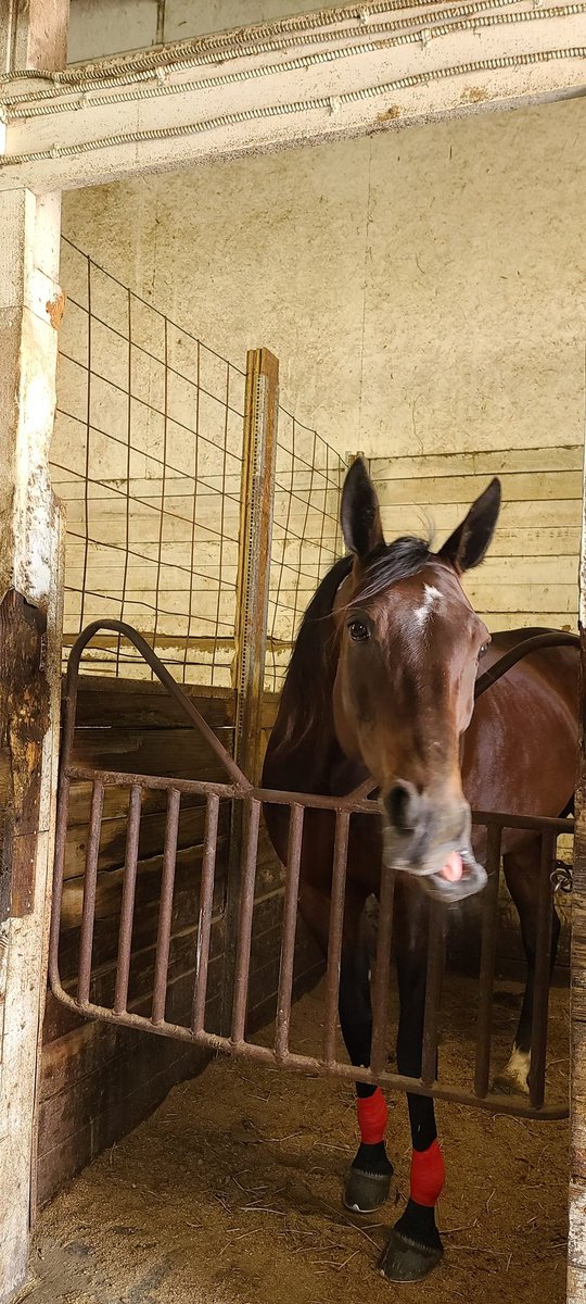 Climer1205's tweet photo. Park: "You're wasting your money on those cookies, they won't even eat them"
The horses when I pull in after I got them hooked on cookies: https://t.co/58YXQH0rU9