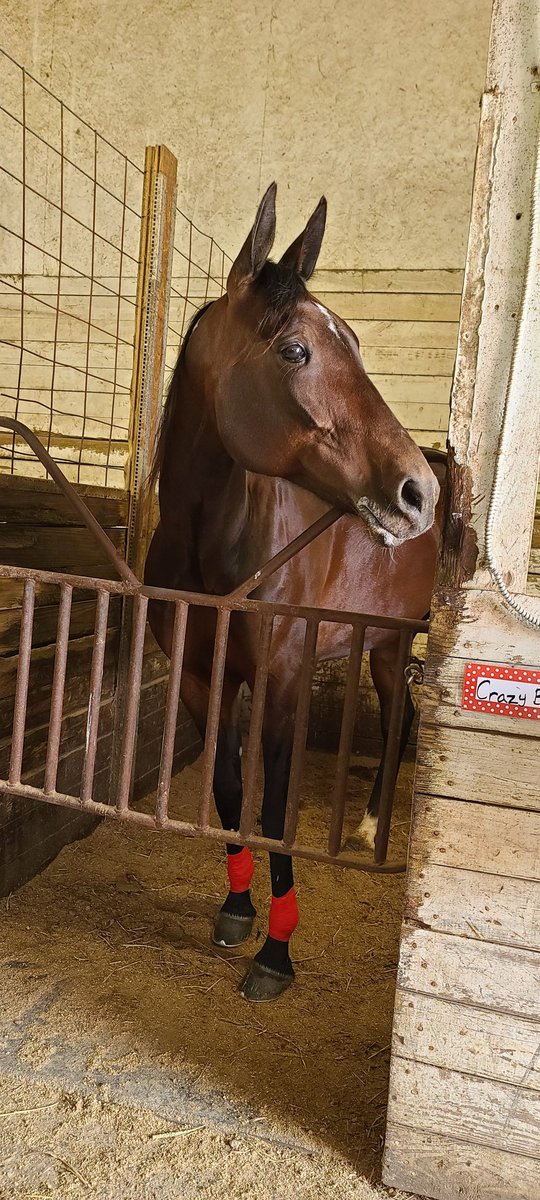 Climer1205's tweet photo. Park: "You're wasting your money on those cookies, they won't even eat them"
The horses when I pull in after I got them hooked on cookies: https://t.co/58YXQH0rU9