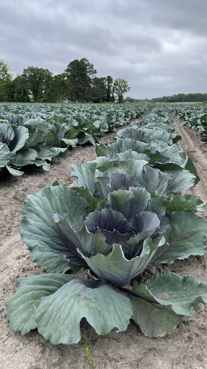 FarmFreshTweets's tweet photo. Happy Monday! Here is an update on our other cabbage varieties 🥬🥬

We expect to start harvesting early June 🚜

 #cabbage  #cabbageupdate #farmfreshproduce #farmingwithcare #farmfresh #freshvegetables #produceindustry #alwaysgrowing #madeintheusa #ncfarm #northcarolina https://t.co/9TaoaXkoxe