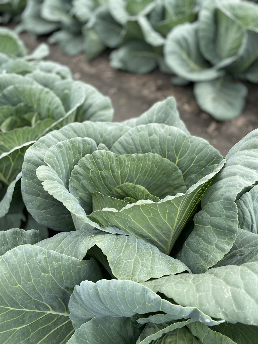 FarmFreshTweets's tweet photo. Happy Monday! Here is an update on our other cabbage varieties 🥬🥬

We expect to start harvesting early June 🚜

 #cabbage  #cabbageupdate #farmfreshproduce #farmingwithcare #farmfresh #freshvegetables #produceindustry #alwaysgrowing #madeintheusa #ncfarm #northcarolina https://t.co/9TaoaXkoxe