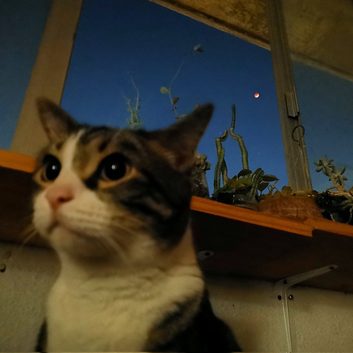 Janet Mérida tweet media