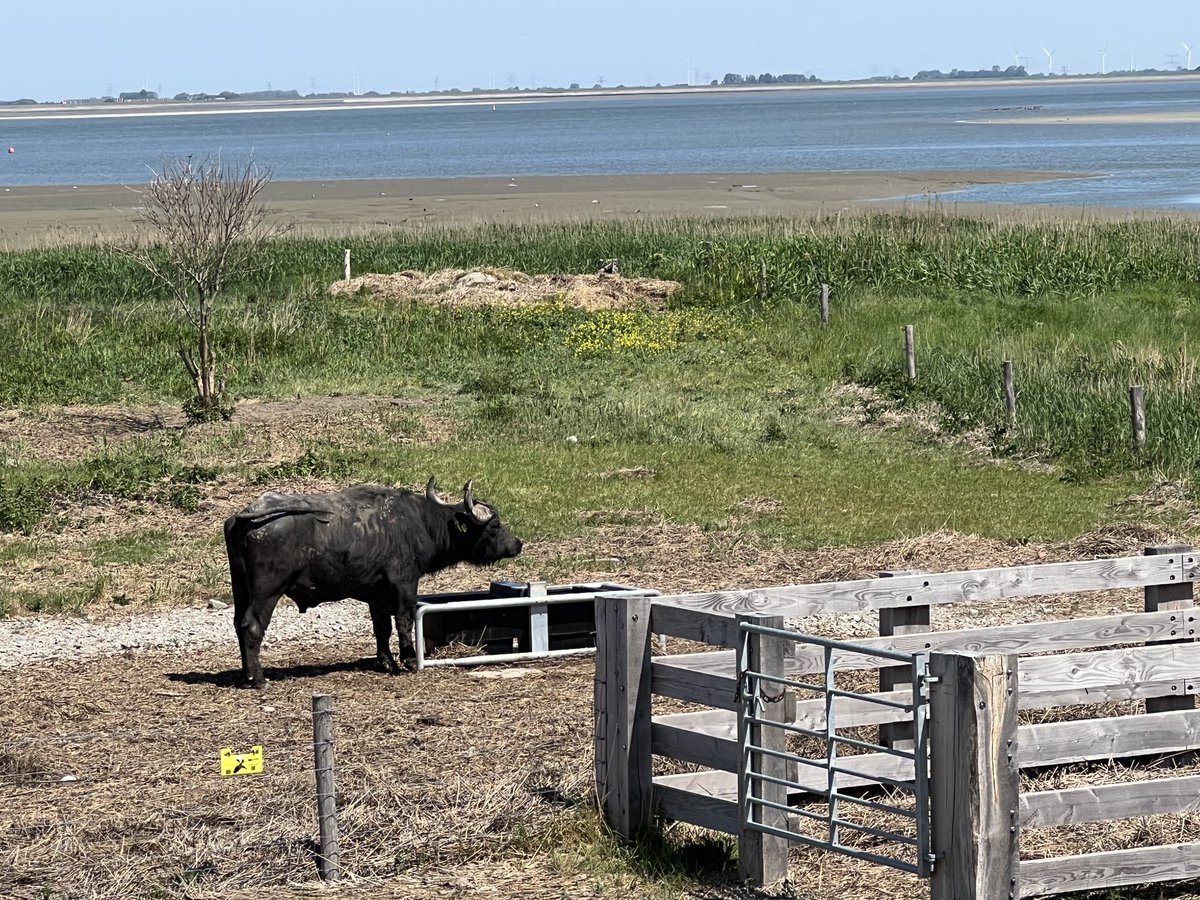 hon_joke's tweet photo. Gisteren langs de #Westerschelde !π΄ββοΈπ΄ββοΈ#zeekool #uitkijktoren #Bargoed # Stier https://t.co/c5zA9SS9PC