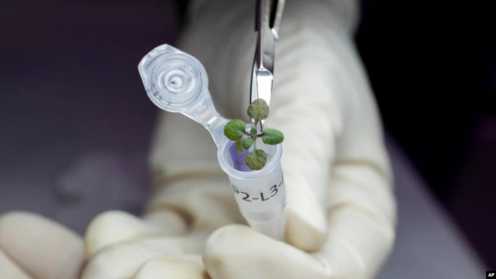 CRDMedia_'s tweet photo. Científicos logran cultivar plantas en suelo lunar | Ciudadania RD Media

Amplíe:https://t.co/SrK7FBALU1

#CRDMedia #NASA #mooneclipse #LoUltimo #NASAScienceLive https://t.co/dOOvsg8rOu