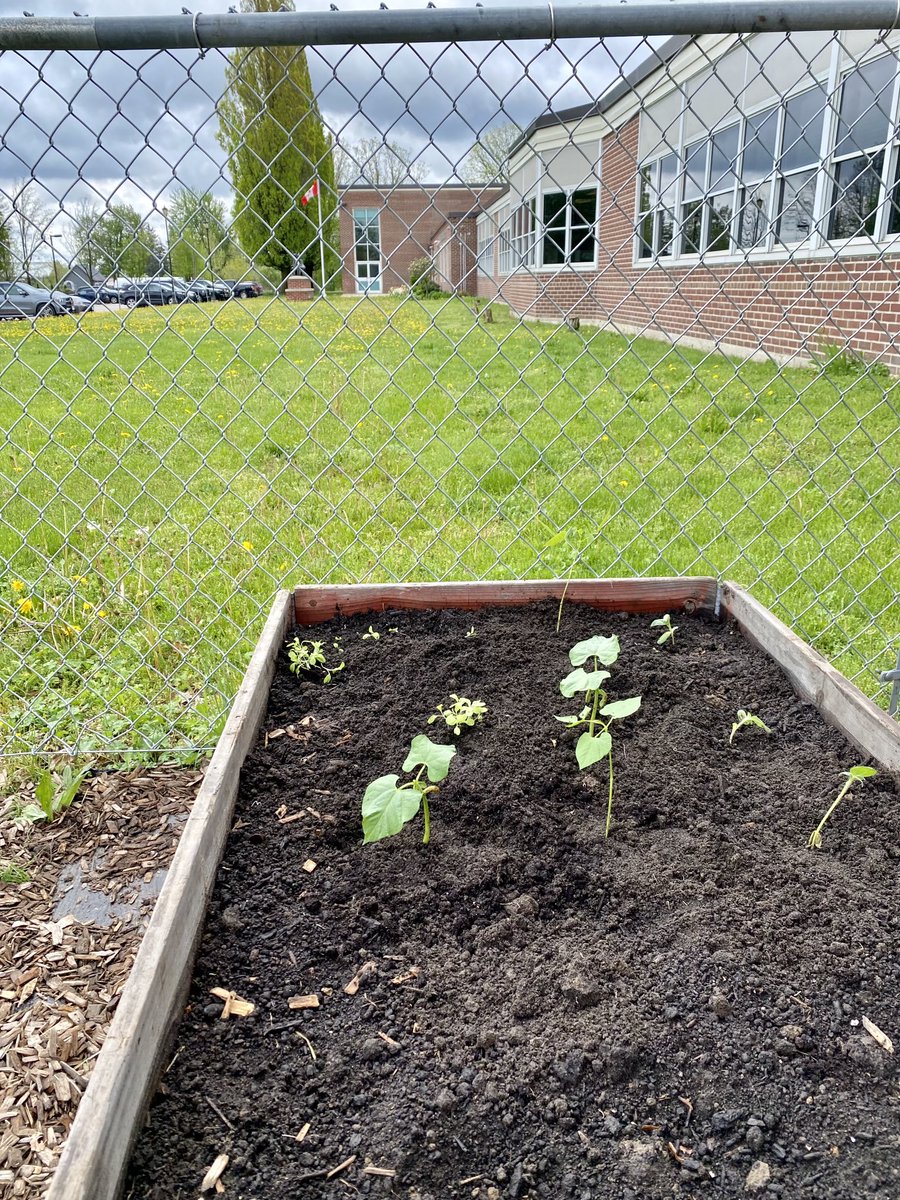 Look at what is growing in the ⁦<a href="/EmilyStowePS/">Emily Stowe PS</a>⁩ Kindergarten garden!
