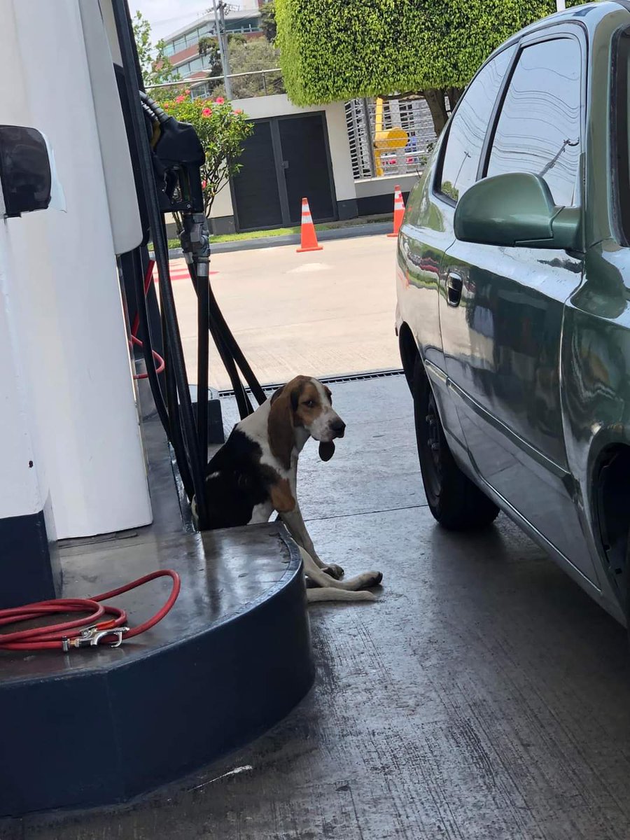 Gt502Mascotas's tweet photo. Por si saben quien es la familia de este corazón, esta en por  la gasolinera shell de boulevard Asunción zona 5... 🥺 https://t.co/l5kZaNxWQh