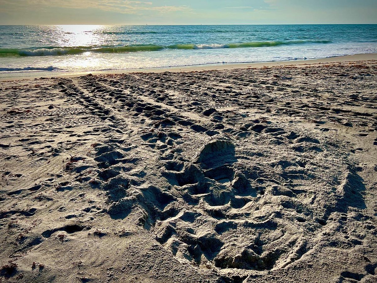 JoelBCohen's tweet photo. Sea turtle season and of course the temperature is firing up down here in Florida. Here is a few nets from last night. Time to make sure the beaches are clean, flat, and dark!
#seaturtle #seaturtles #loggerhead #loggerheadseaturtles #carettacaretta #nesting #nestingseason https://t.co/OzlvsO4Llp
