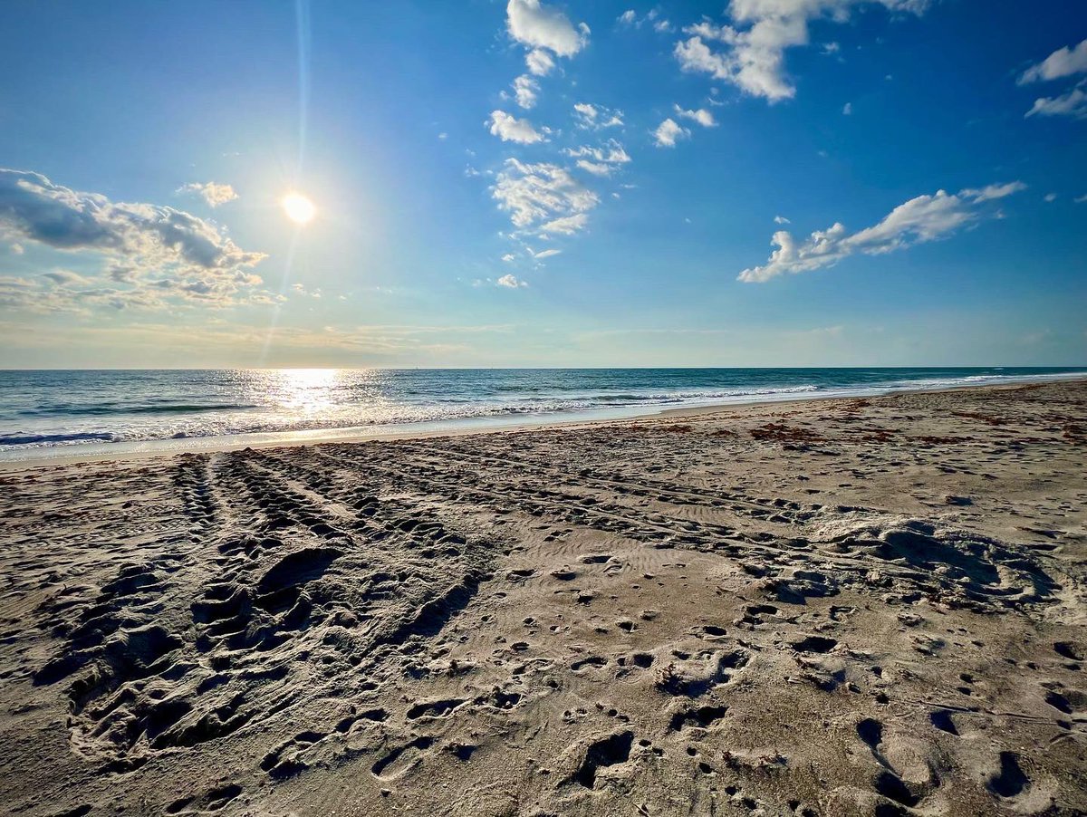 JoelBCohen's tweet photo. Sea turtle season and of course the temperature is firing up down here in Florida. Here is a few nets from last night. Time to make sure the beaches are clean, flat, and dark!
#seaturtle #seaturtles #loggerhead #loggerheadseaturtles #carettacaretta #nesting #nestingseason https://t.co/OzlvsO4Llp