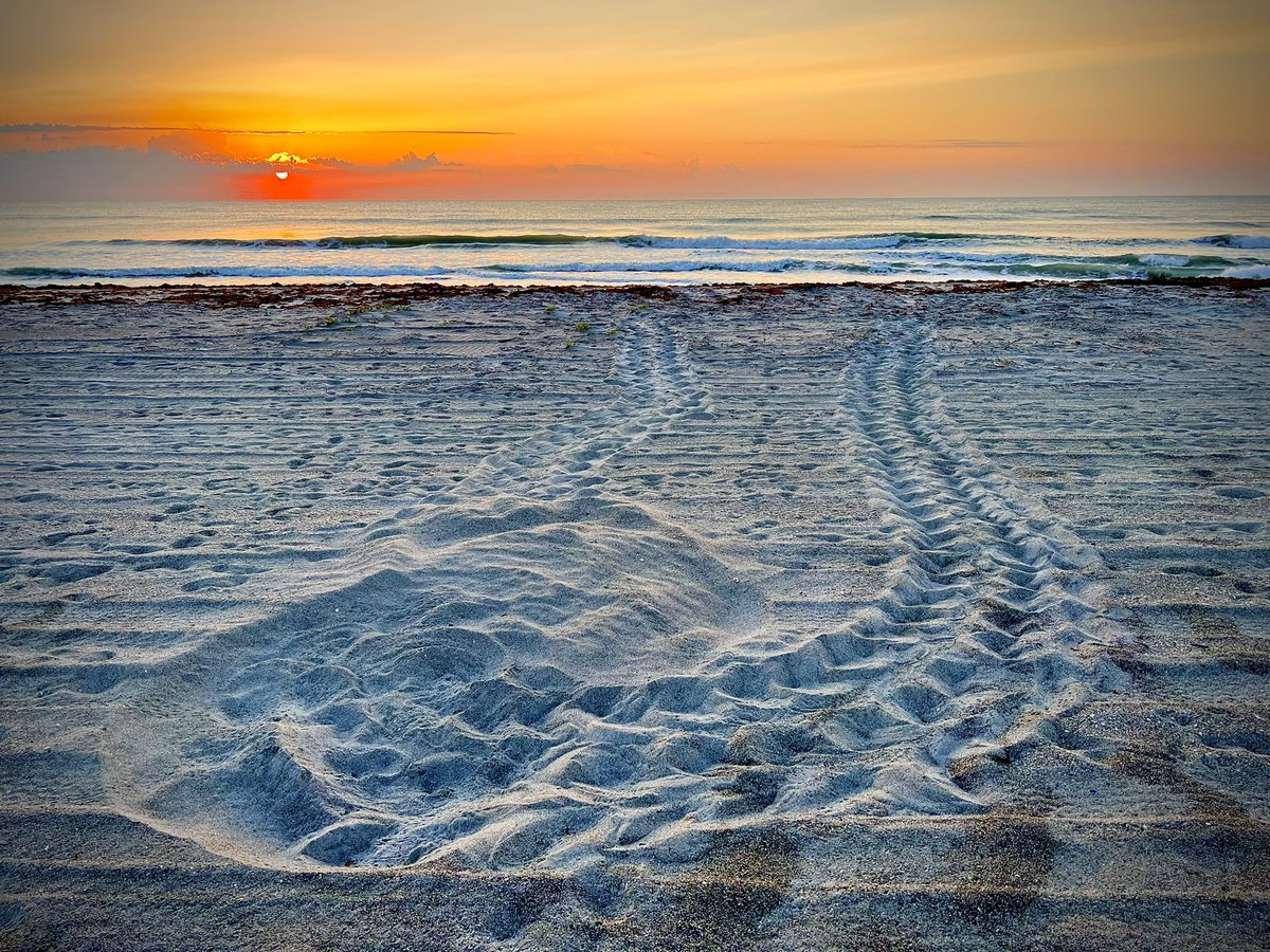 JoelBCohen's tweet photo. Sea turtle season and of course the temperature is firing up down here in Florida. Here is a few nets from last night. Time to make sure the beaches are clean, flat, and dark!
#seaturtle #seaturtles #loggerhead #loggerheadseaturtles #carettacaretta #nesting #nestingseason https://t.co/OzlvsO4Llp
