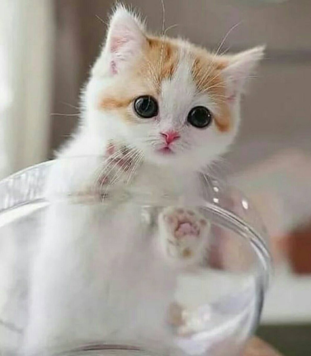 CuteKittyWorld's tweet photo. Heavenly cutie pie!!! 😍😍😍

#CatsOfTwitter #kitten https://t.co/WGQ0cpZH2z