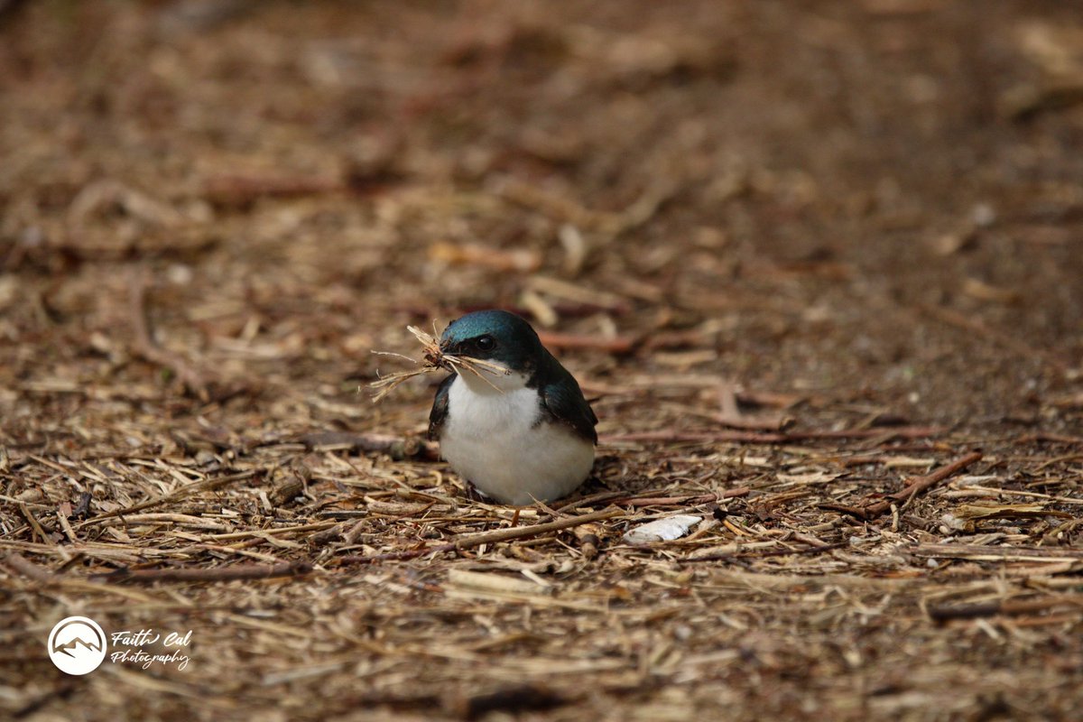 thebirdnerd7's tweet photo. Lovely little Tree Swallow. He was in the dirt gathering wood chips for his nest! I hung out with him for about 20 minutes as he went back and forth! 
•
#treeswallow #swallow #swallows #birdwatching #birdphotography #bird  #birding #wildlifephotography #wildlife #photography https://t.co/kmbJt021Jx