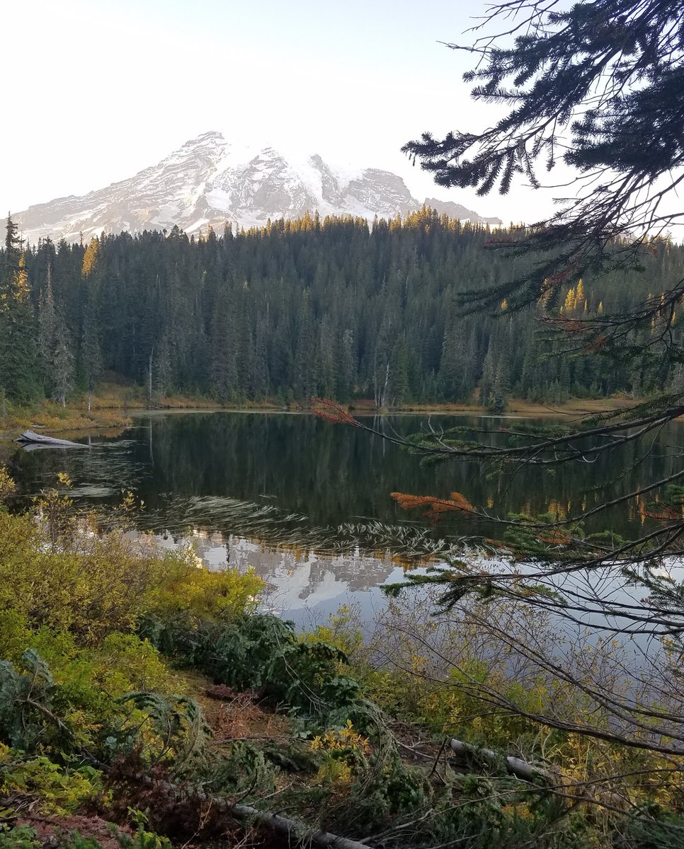 DiscoverRainier's tweet photo. #findyourpark #MORA #ourbackyardrocks #PNW #jomo #mountianmonday #reflectionlake #fall https://t.co/NMHJqZotrJ