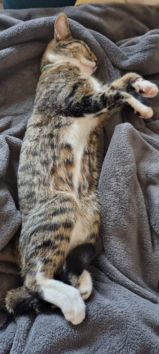AriadnCuxirimay's tweet photo. Sometimes itβs hard to tell if Monday is a work-from-home day or a duvet day.
#ToughMonday #LifeIsHard #WakeMeUpOnCaturday #WFH #DuvetDay #CatsOfTwitter #Cats https://t.co/8MoZZf51qP