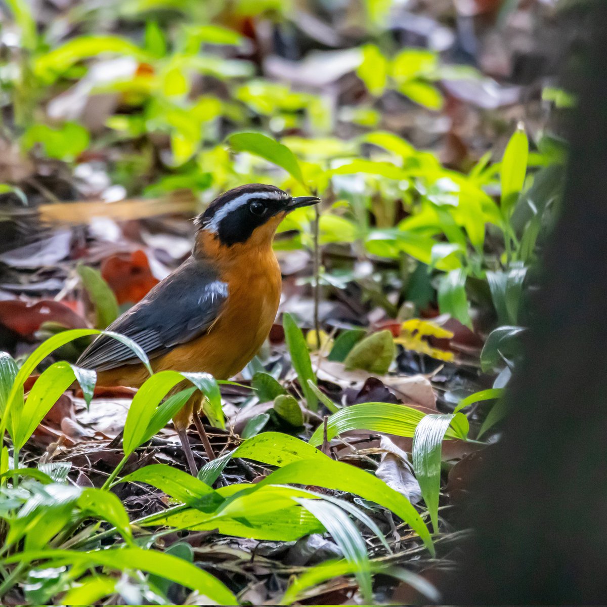 theo_olivier's tweet photo. White-browed Robin Chat (Cossypha heuglini) in Kafue National Park, Zambia
#robinchat #birdwatching #birdsofafeather #bushtriumph
#BirdsPhotography #kafuenationalpark #birdwatch
#birding #BirdTwitter https://t.co/KQOAqSjsvF