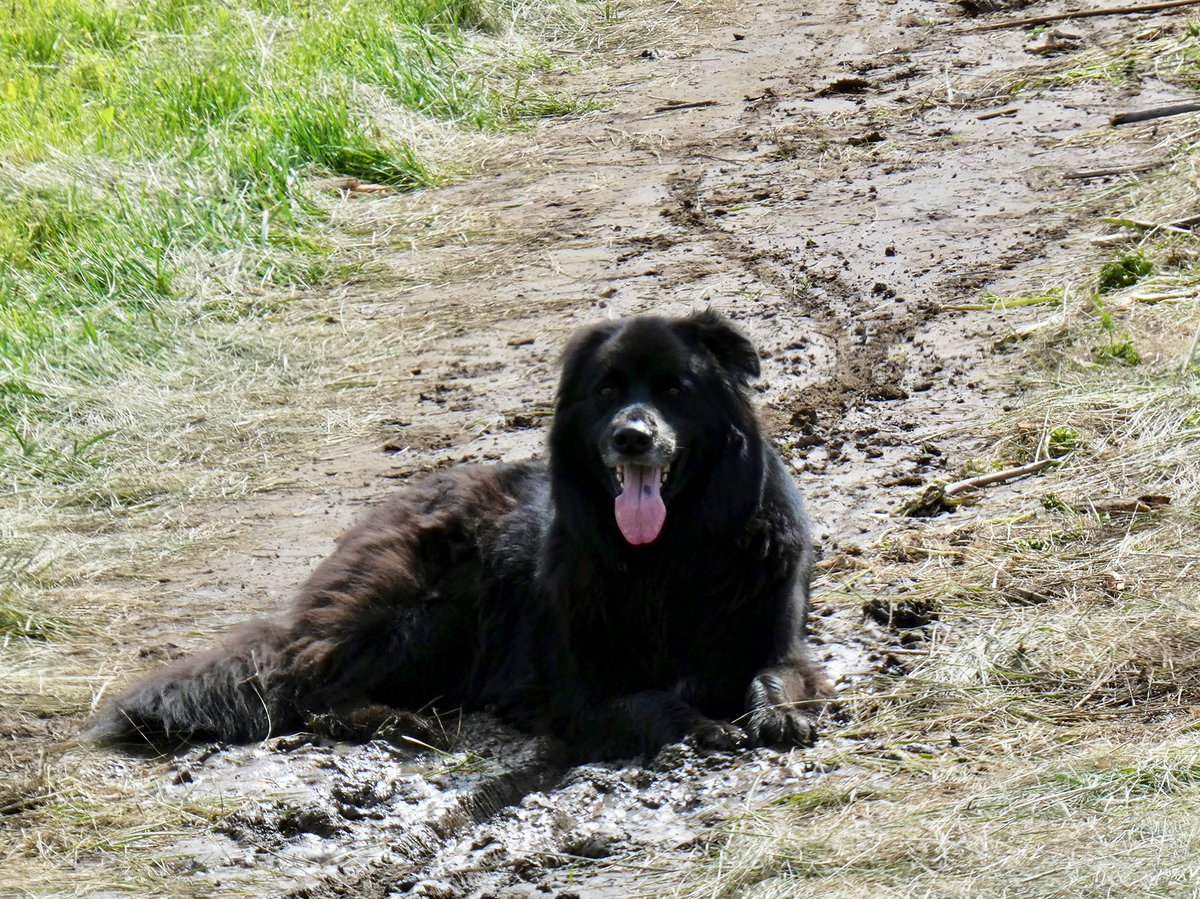 StyxSuperdog's tweet photo. Muddy Dog Monday https://t.co/gdk5aWHCC1