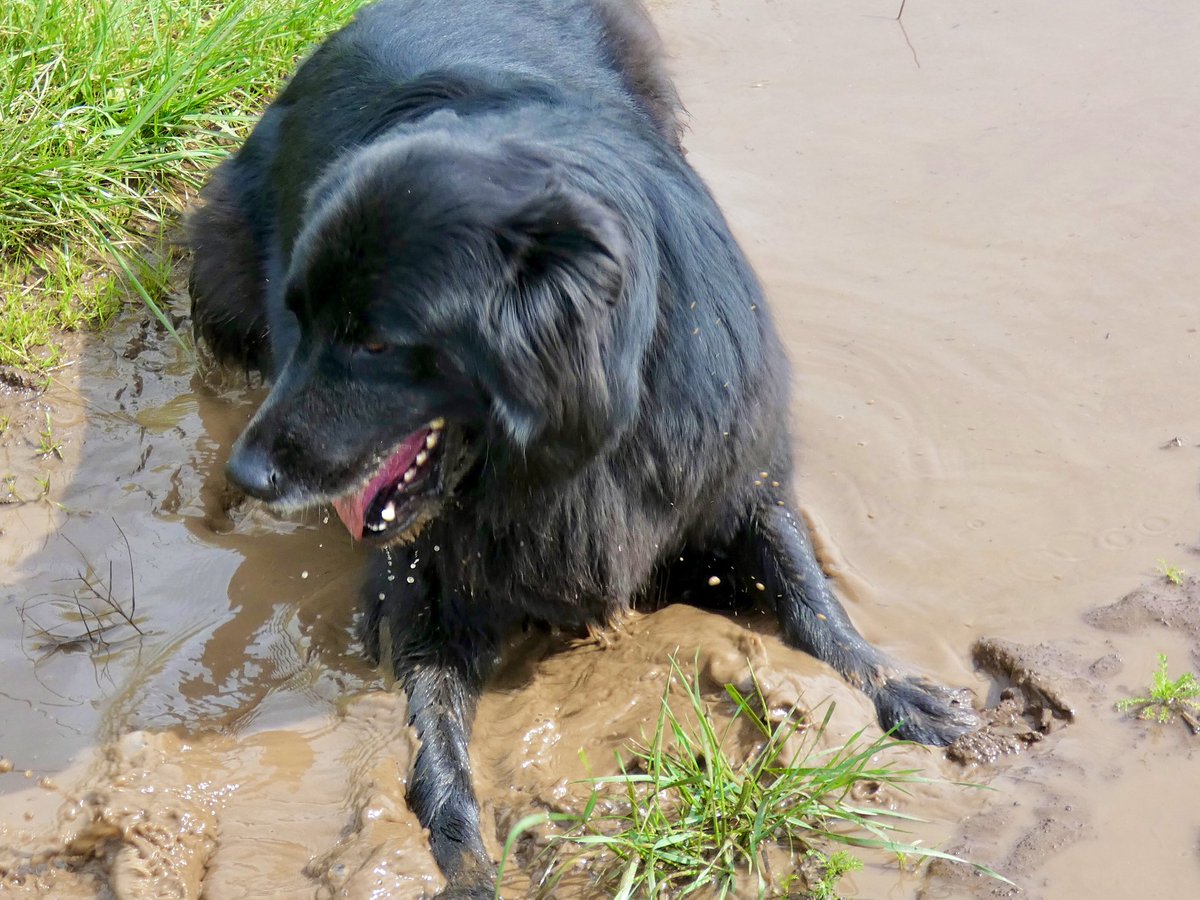 StyxSuperdog's tweet photo. Muddy Dog Monday https://t.co/gdk5aWHCC1