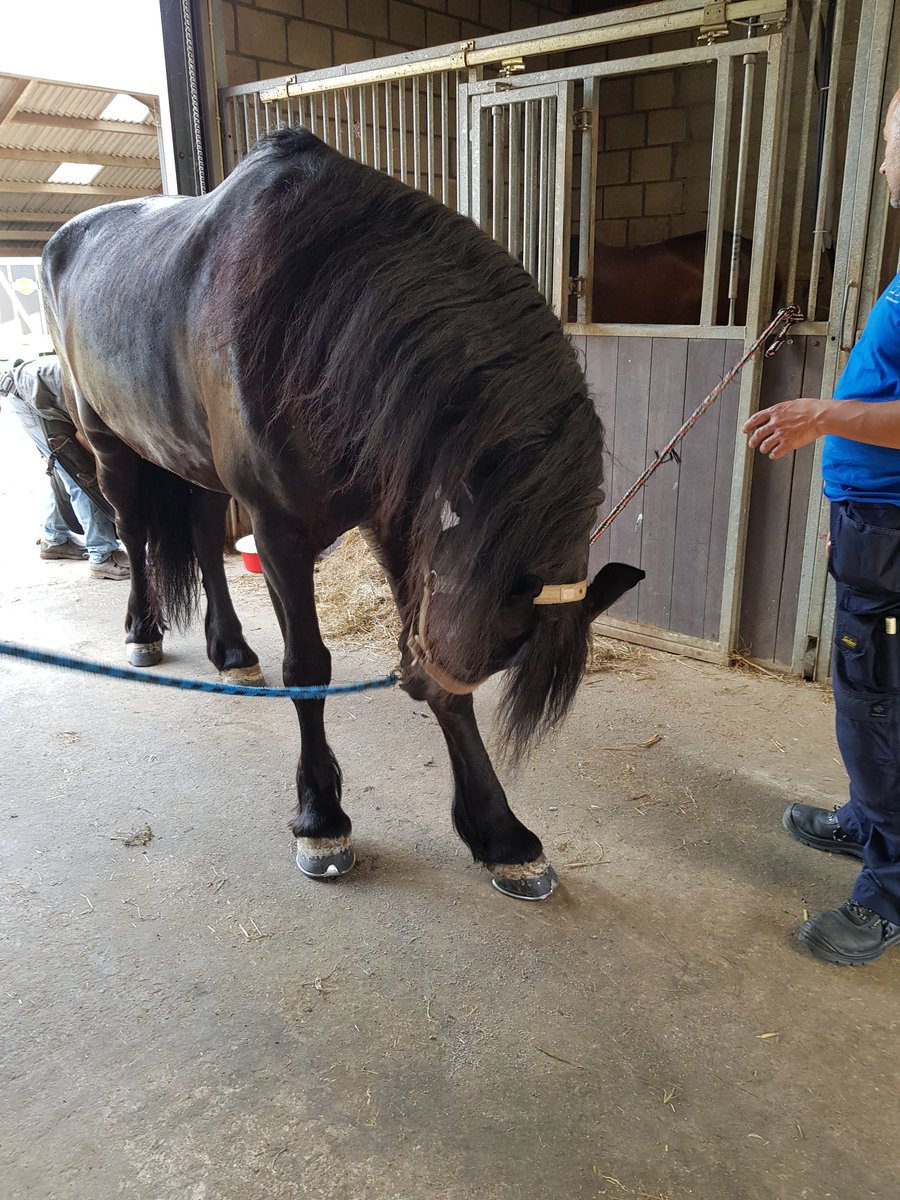 ProOVP's tweet image. Wat zijn dát nu voor malle dingen onder mijn hoeven???