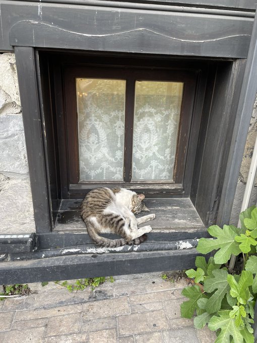 i commented on this cat outside our hotel and the bellhop took me to the basement to show me her BOX