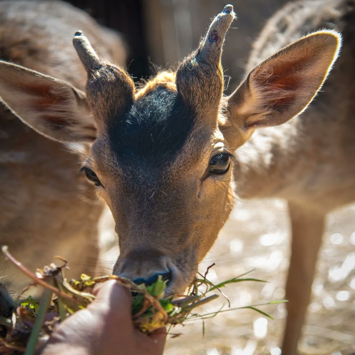 zoopirineu's tweet photo. Seguim amb la campanya de recaptació de fons per donar una vida millor d’aquestes precioses daines feliç. 🦌🦌

Ja hem recaptat 110€💲💲!

Moltes gràcies a les persones que van respondre a la nostra crida.
Només ens queden 13.890€ per poder comprar material i començar construir https://t.co/SKJ3F5k8p5
