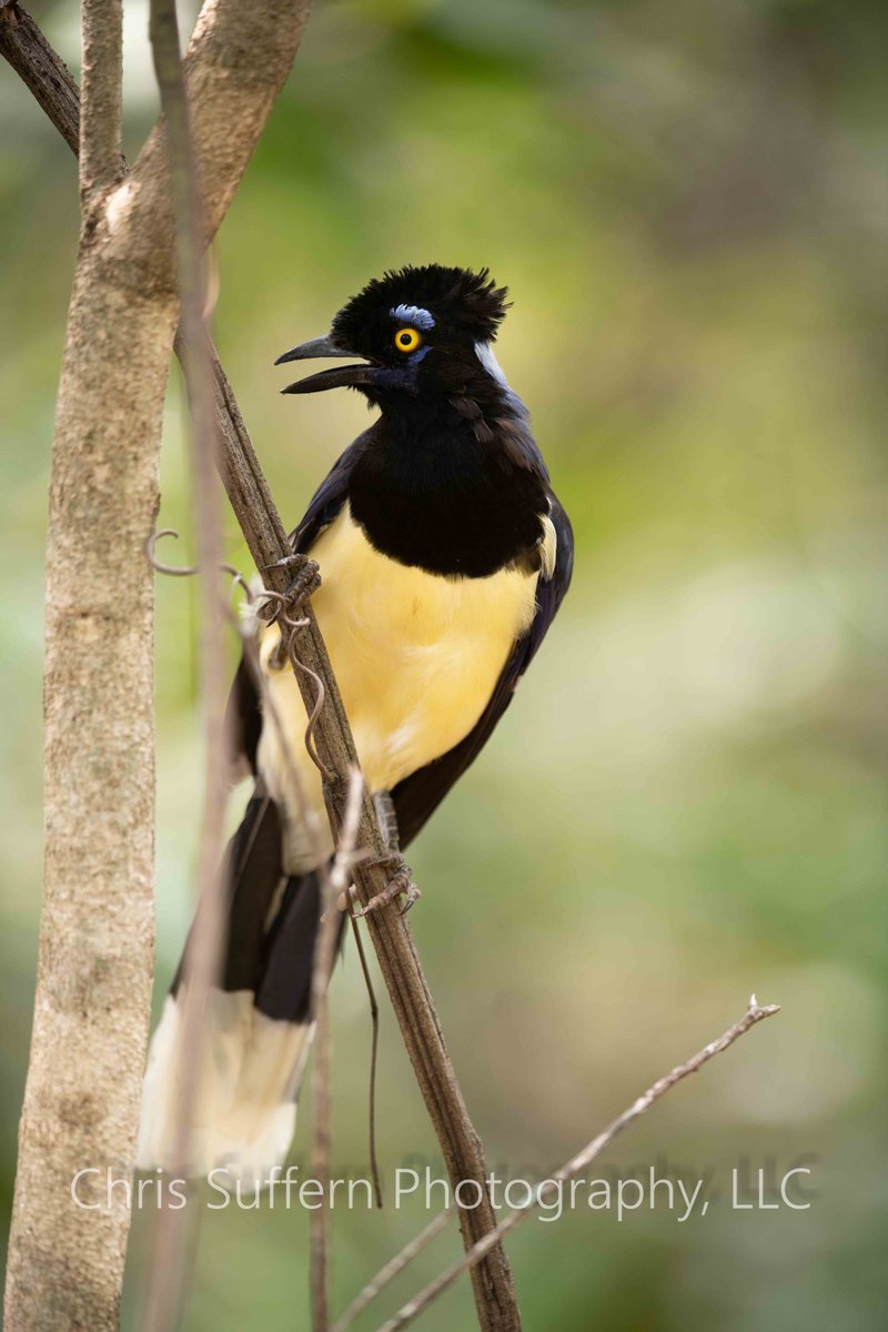 SuffernShots's tweet photo. Plushed Crested Jay, Brazil #birdphotography #wildlife #wildlifephotography #NaturePhotography #TwitterNatureCommunity #BirdTwitter #birds https://t.co/GE5iHA0rMB