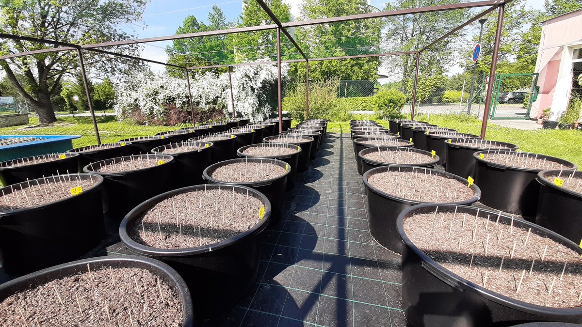 ExFuMo1's tweet photo. It is gonna be huge and exciting! #newexperiment #clonality #ExFuMo #GoBelowground #mesocosm https://t.co/MwCuZPaaqo