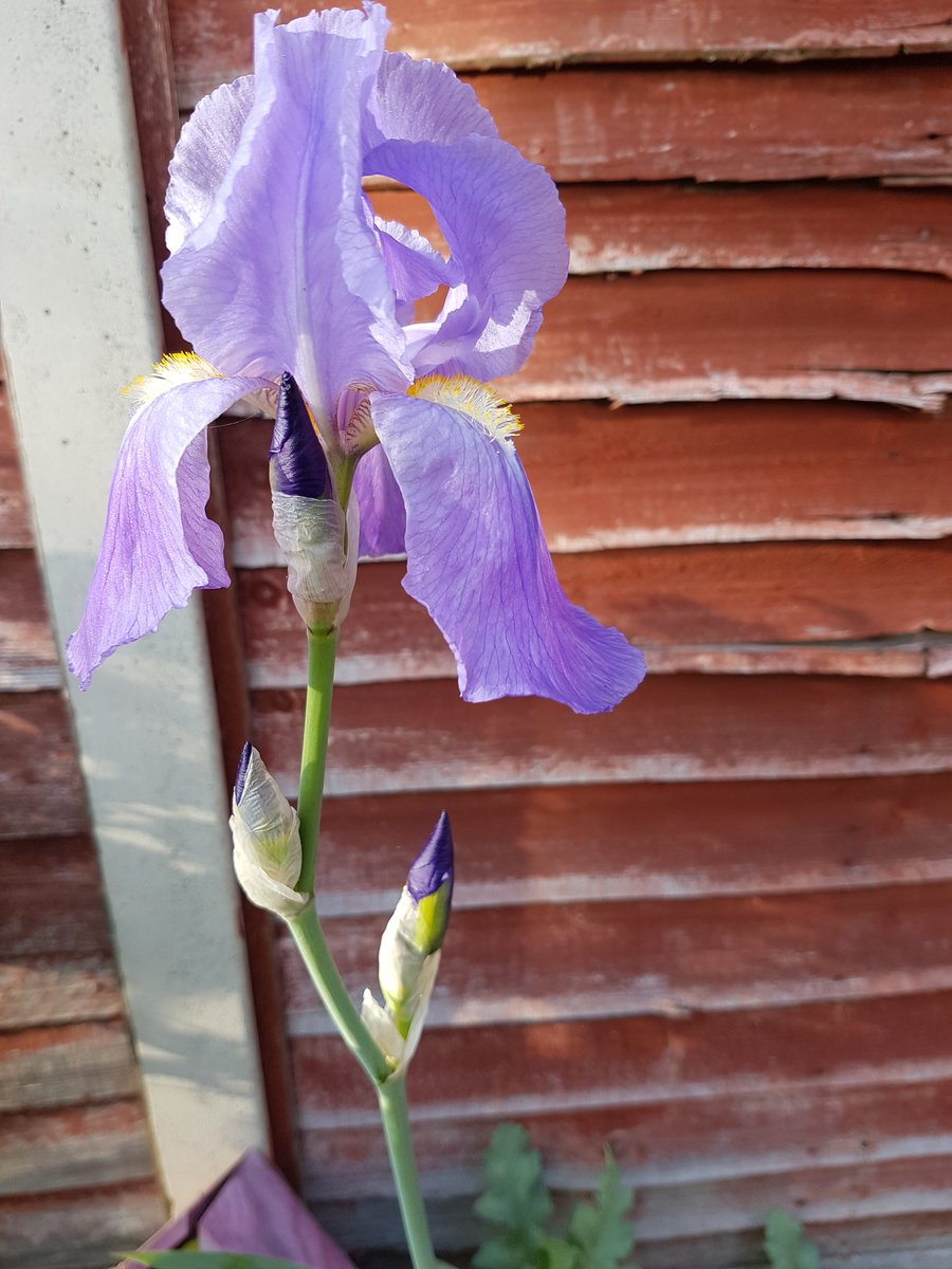 DanEames1127's tweet photo. Today we said goodbye to my Nanna for the final time. Poignantly, the Iris from her's and Granddad's garden is flowering early, open in time for her Funeral. Its also flowering better than ever. https://t.co/YbNDgLZWrn