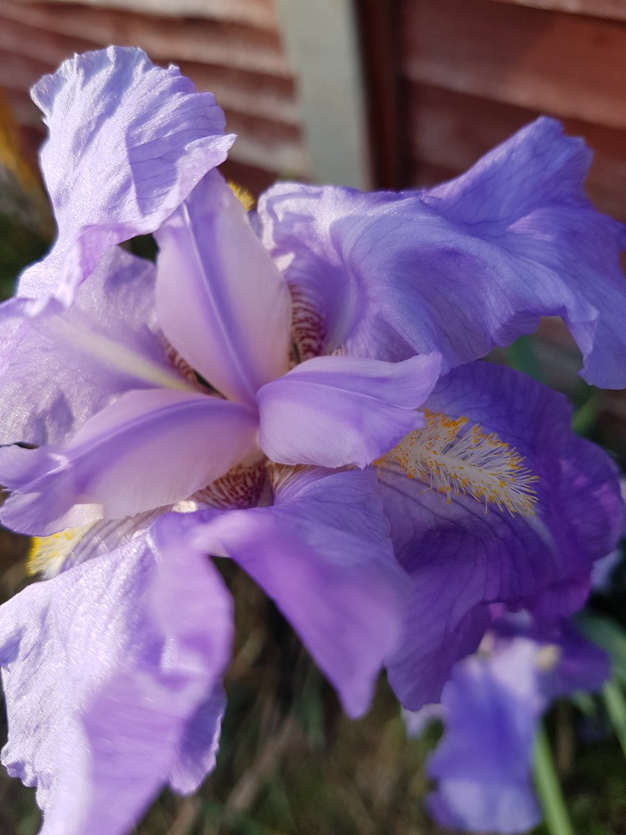 DanEames1127's tweet photo. Today we said goodbye to my Nanna for the final time. Poignantly, the Iris from her's and Granddad's garden is flowering early, open in time for her Funeral. Its also flowering better than ever. https://t.co/YbNDgLZWrn