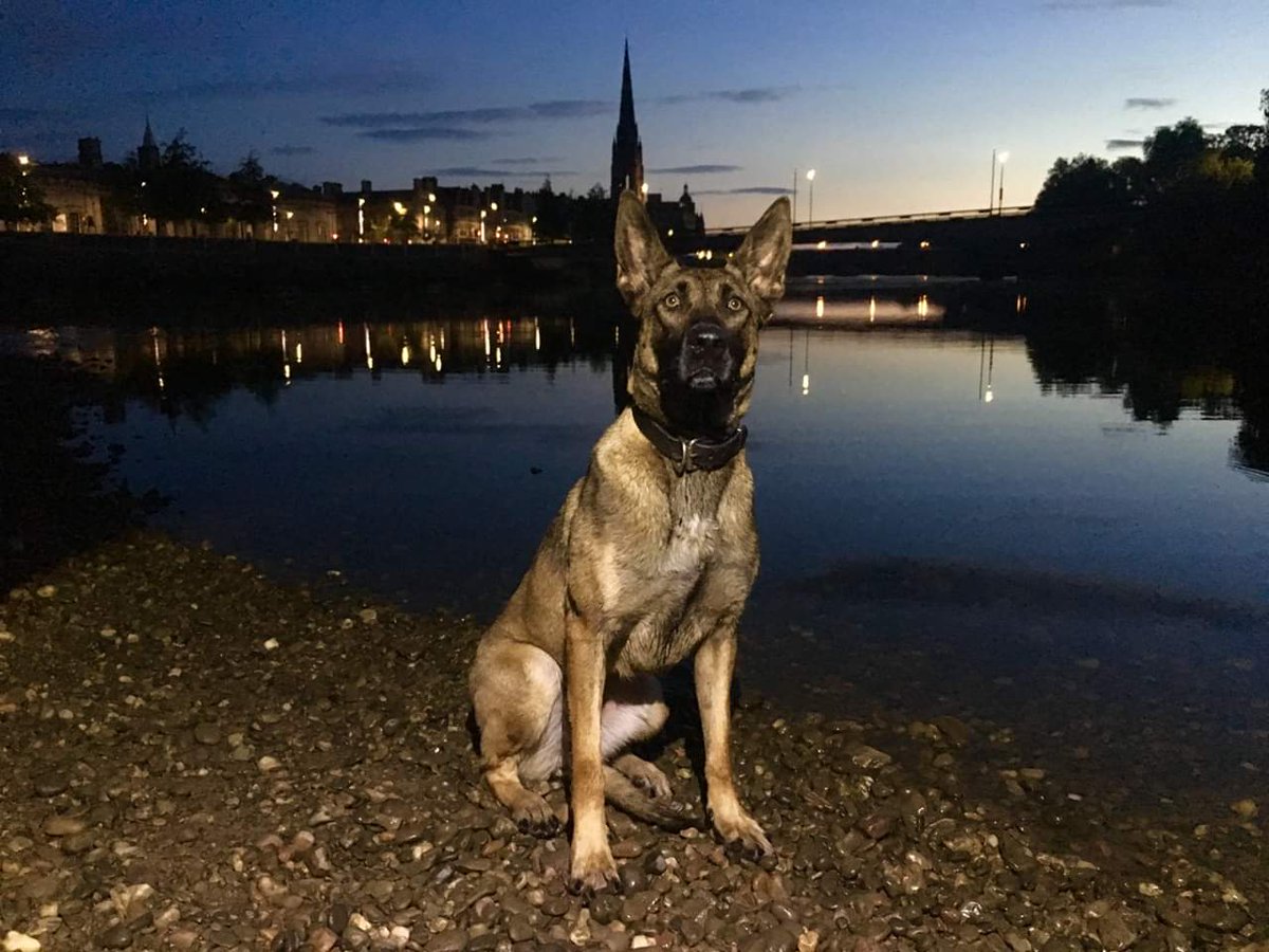 K9Scottish's tweet image. Congratulations to #PDAmber #PDNova #PDBo and their handlers who represented @polscotdogs at The 60th National Dog Trials. It's an achievement in itself to even qualify for the Nationals. We are so proud of them all 😍🤩 Thanks to @BTPDogs and @The_NFRSA for hosting. #DogTrials