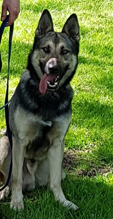 K9Scottish's tweet image. Congratulations to #PDAmber #PDNova #PDBo and their handlers who represented @polscotdogs at The 60th National Dog Trials. It's an achievement in itself to even qualify for the Nationals. We are so proud of them all 😍🤩 Thanks to @BTPDogs and @The_NFRSA for hosting. #DogTrials