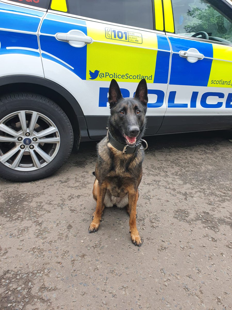 K9Scottish's tweet image. Congratulations to #PDAmber #PDNova #PDBo and their handlers who represented @polscotdogs at The 60th National Dog Trials. It's an achievement in itself to even qualify for the Nationals. We are so proud of them all 😍🤩 Thanks to @BTPDogs and @The_NFRSA for hosting. #DogTrials