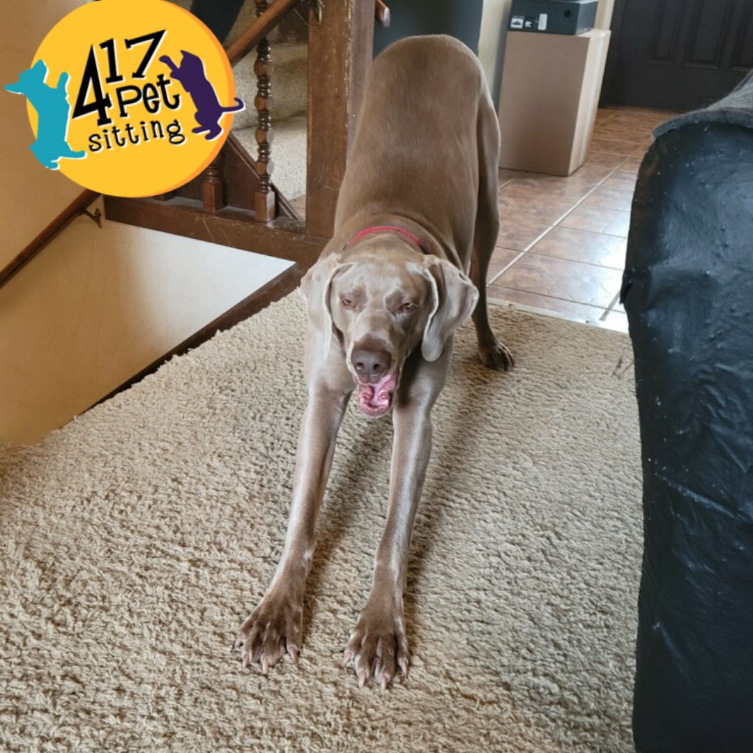 417PetSitting's tweet photo. Moved from the bedroom to the living room. Now I'm exhausted. 
.
.
#417petsitting #springfieldmo #dogsrule #puppykisses #puppylove #dogsworld #furkids #dogsofinstagram #417dogs #dogsof417 #petsitting #petsitter #petsitterslife https://t.co/icotuurmfq