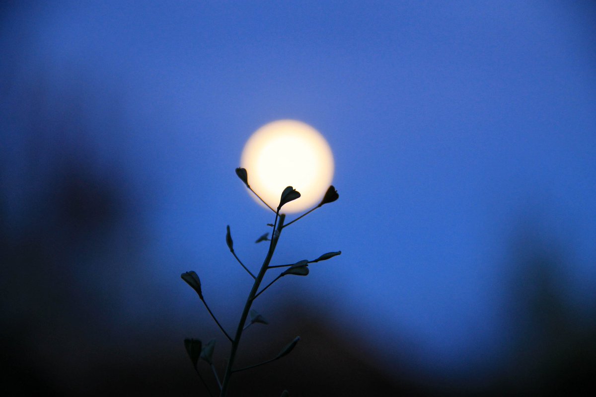 Helen18174248's tweet photo. Good night) #photo #night https://t.co/PNzxnzrf6d