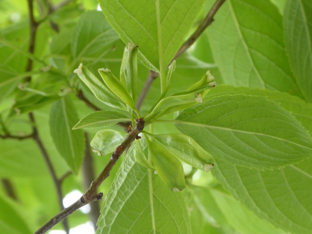 treeruss's tweet photo. #UrbanTreeFestival #TreeWalk
SAT 21 May 2pm

Which Trees are Good for Bees?
https://t.co/tsd9FqXOGr

What do unusual #StreetTrees offer biodiversity?
Learn how to identify rare trees and their role in #UrbanEcology.
I'll be discussing 4 aspects of #StreetTrees as #UrbanHabitat. https://t.co/O3sNlAHUWR